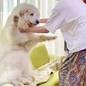 汚れた超大型犬を『丸洗い』しようとした結果…豪快すぎる『駄々をこねる姿』が17万再生「ヤダヤダモードで草」「虚無顔可愛すぎるｗ」と話題