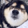 雪の日『散歩中に犬の可愛い写真を撮ろうとした』結果…思っていたのと違う『まさかの表情』が218万表示「完全にキス待ちｗ」「ロマンチック」