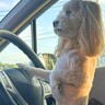 犬を『車の運転席に乗せた』結果…衝撃的な『姿勢が良すぎる姿』が面白いと429万表示「俺より姿勢良くて草」「いい左折しそうで爆笑ｗ」