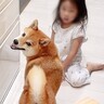 4歳の女の子が叱られた結果、犬が…まさかの『慰めに行く姿』が優しすぎると感動「頼りになるお姉ちゃん」「心配してる顔が切ない」と9万再生