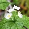 透明でスケスケの花「サンカヨウ」が見ごろに。出会えたら奇跡！【福島県福島市】