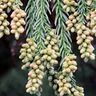 スギ花粉　今春の飛散｢例年より多い｣　ヒノキは｢平年並み｣