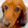 お風呂が大好きな犬→湯船に入る姿をよく観察してみたら…まさかの『独特すぎる体勢』に爆笑「表情もたまらん」「可愛すぎる」と63万再生