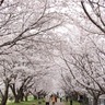 奈良県でお花見！弥生時代を体感できる公園でさくらまつり開催【唐古・鍵遺跡史跡公園｜奈良県田原本町】