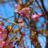 小出川桜まつり追加開催　３月７日・８日、10時から14時まで
