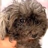 全身ボロボロで閉ざされた世界しか知らなかった犬を保護→まるで別犬のような『現在の姿』に「本当よかった」「笑顔にあふれた家族」と感動