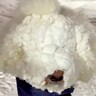 雪に顔を突っ込んだ犬→雪まみれになったと思ったら…見たことがない『衝撃的すぎる光景』が306万再生「凄すぎるｗ」「マシュマロマンで草」