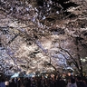 満開の「日本三大夜桜」見物にぎわう　上越市の高田城址公園観桜会