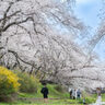 ４月７日、「平成の名水百選」の玉川でお花見してきた！約５００本の桜並木にうっとり～。【京都府井手町／満開】