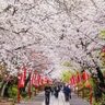 市川の桜イベント&おすすめスポット【市川市】