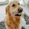 犬が誤って飲み込むと『超危険なモノ』５選　事故を未然に防ぐための対応策とは？