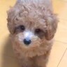 天使のような赤ちゃん犬が…体重8キロにまで成長した『まさか過ぎる姿』が27万再生「貫禄ありすぎて草」「もはや人間みたいｗ」と大絶賛