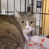 人間不信の引きこもり保護猫→実は『魔性の女』で……"まさかの結末"が14万再生「予想の上行ったｗ」「男を惑わす可愛いお目目…」