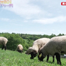 【山梨県立まきば公園】標高1,400m！かわいい動物と“無料”でふれあい体験ができる絶景公園／山梨県北杜市