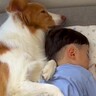 小さな男の子を守るように眠る犬→『起こしちゃダメだよ』と抱きしめる光景が泣けると100万再生「なんか涙が出た」「家族愛が素敵すぎる」