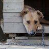 犬の外飼いが『絶対NGな理由』４選　愛犬の命を危険に晒す可能性も…