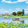 群馬県館林市で「夏の城沼花ハスまつり」開催【7月10日～8月15日、8月17・18・24・25日】