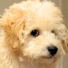 『トイプードルの子犬』を飼った結果…4年後、想像以上に大きくなった『現在の光景』が6万再生「笑ってしまった…ｗ」「哀愁が漂ってるｗ」