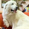 超大型犬が『大嫌いな雷』に怯えてしまった結果…まさかの『家族へのSOS』がとんでもないギャップだと65万再生「体大きくても怖いよね」