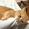 「まだ、遊びたい！」飼い主さんの腕をケリケリする猫