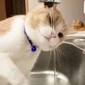 水を飲みたい猫を『監視役の猫』が見張った結果…まさかのオチに爆笑！「とっても癒されます！」「キュンです」微笑ましいやり取りに絶賛の声