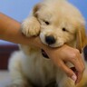 犬が『飼い主を噛む』理由5選　愛情表現の可能性も？噛み癖を直すためにできることまで