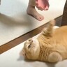 猫がママとの『変な遊び方』にハマった結果…まさかの『おねだり姿』が可愛すぎると12万6000再生「可愛い遊びｗ」「楽しそうｗ」