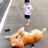 男の子が大型犬に靴を取られてしまって号泣『またブリブリにされちゃう…泣』まさかの攻防戦が202万再生「爆笑したｗｗ」「人間みたい」