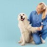 カナダの病院で医療従事者のサポート役として働く犬の「エンバー」