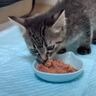 保護子猫がごはんの味を知った結果…すさまじい『食べっぷり』に癒される人続出「爆食すごい」「可愛すぎて笑ってしまった」の声