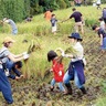 横溝屋敷で稲刈り体験