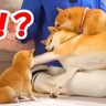 赤ちゃん犬が『先輩犬に叩かれてしまった』結果…あまりにも愛おしい『みんなで守る光景』が204万再生「ルール教えてる」「可愛さのかたまり」
