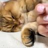 気持ちよさそうに眠っている猫に『ちょっかい』をかけてみた結果…反則級に可愛い『まさかの仕草』が88万再生「ザビエル」「守りの体勢かなｗ」
