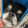家事をしていたら、雷に怯えてしまった犬が…まるで赤ちゃん？可愛すぎる対処方法に「うちも一緒ｗ」「真顔で笑った」と131万表示の反響