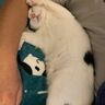 パパさんの腕枕で完全にリラックスする猫　気持ちよさそうな姿にほっこり