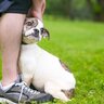 神経質な犬』の特徴5選　敏感な犬への正しい対応やストレスを溜めないためにできる配慮まで