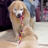 先住犬に『生後3ヶ月の赤ちゃん犬の教育』を任せた結果→まさかの『スパルタすぎる光景』に爆笑「大物になる予感ｗ」「ワイルドで草」と絶賛