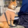 『防寒対策しても、犬のおかげで不審者みが軽減される』→説得力がありすぎる『納得の光景』が67万表示「あるある」「自分かとｗ」と共感も