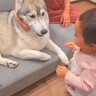 『犬は家族に順位を付けているのか』を調査してみたら…ホッコリが止まらない『尊い検証結果』が50万再生「全員可愛い」「なんて幸せなオチ」