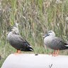 【なんでもない立川】昭和記念公園『水鳥の池』のボートとカモ