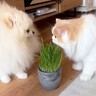 普段は優しい猫に『猫草』を与えたら、同居中の犬に…まさかの『性格豹変』が6.4万再生「ガチ目の猫パンチｗ」「猫草の魅力恐るべし…」の声