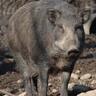 【集落開発センター付近に出没】新潟県長岡市でイノシシの目撃情報