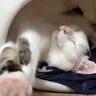 前足と後ろ足、どうなってるの⁉　独特すぎる寝相で爆睡する猫