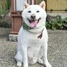 【癒し】「もっふもふで笑顔が可愛い！」全国の宿の看板犬トップ3！