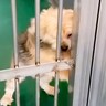 飼い主に裏切られ『殺してくれ』と持ち込まれた12歳の老犬…涙腺崩壊する『嘘のような現在の光景』が48万再生「辛かったね」「ありがとう」