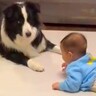 『きゃー！！』赤ちゃんが奇声を出した結果、犬が…まるでコントのようなリアクションが137万再生「ズッコケてるｗ」「笑い止まらん」と爆笑