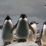 世界ペンギンの日は＜アデリーペンギン＞にちなんで制定　生態と地球温暖化の関係とは？