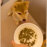 ご飯を与える前の赤ちゃん犬に『初めての待て』をさせてみた結果→とんでもなく可愛い我慢が103万再生「クセになる動き」「ジタバタしてるｗ」