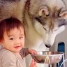 赤ちゃんが『ワンコの水飲みボウル』で遊んでいたら、大型犬が…賢すぎる『想像以上の配慮』が170万再生「後片付けまで…」「頭いい」と話題