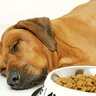 愛犬が『ご飯を残す』３つの心理　食べてもらうためにできる対策や主な原因とは